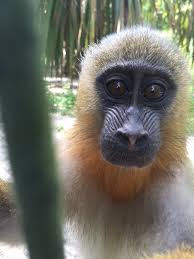 Jacksonville Zoo and Gardens