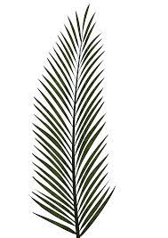 Maybe you would like to learn more about one of these? Outline Tropical Leaf Template Png Novocom Top