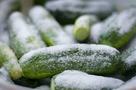 How to draw a pickle easy. Making Pickles 101 Recipe Garlic Dill Pickles