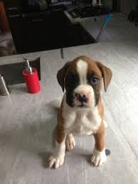 All of our pups will come with a starter kit, 1 year health guarantee and all the health now even if you are located in ohio, you don't need to bother yourself about whether or not you are able to find boxer puppies for sale in ohio. Miniature Boxer Puppies Picture Dog Breeders Guide