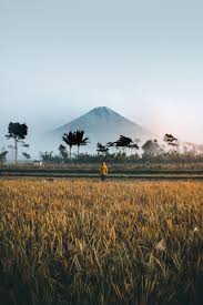  Person Standing On Green Grass Field Bepergian Indonesia Fotografi Alam