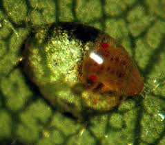 Image result for Pycreus melas