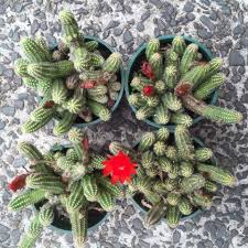 Plant database entry for peanut cactus (echinopsis chamaecereus) with 53 images, 2 comments, and 33 flowers: Cod Live Peanut Cactus Plant Shopee Philippines