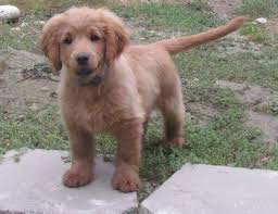 Check spelling or type a new query. I Want Him Forever Puppy Golden Cocker Retriever Golden Cocker