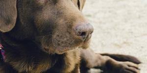 Según los veterinarios guía a los síntomas de su perro por michael s. Plaquetas Bajas En Perros Causas Y Tratamiento