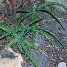 Image result for Aloe komatiensis