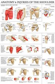 laminated anatomy and injuries of the shoulder poster shoulder joint anatomical chart