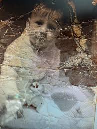 Hi all! Can anyone restore my old Pic? About 50 years ago...Thanks🙏🙏🙏