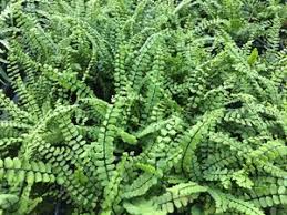Image result for Asplenium linckii