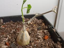 Image result for Coccinia mildbraedii