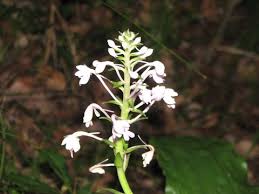 Image result for Calanthe sylvatica