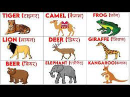 Wild Animals Name Hindi And English Wild Animals Names With Picture À¤ À¤à¤² À¤ À¤¨à¤µà¤° Animals Name With Picture Animals Wild Animals Name In English
