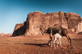 The arabian, as its name suggests, is found in arabian deserts, and is the one. Baby Camel Nurses Mother In Jordan Desert 1226469 Stock Photo