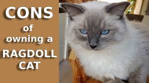 Just like almost all cats, ragdolls do shed. Brushing A Ragdoll Cat S Fur What To Do To Prevent Shedding Youtube