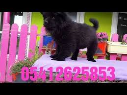 Cin Aslani Yavrulari 05412625853 Chow Chow Kopek Aslan