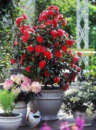44 Best Shrubs For Containers Best Container Gardening Plants Container Gardening Porch Plants Plants