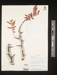 Image result for Commiphora pteleifolia