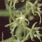 Image result for Tridactyle tricuspis