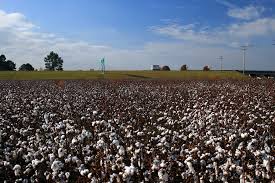 SC cotton fields on a travel break stop. | This is at exit 1… | Flickr