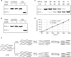 single base mapping of m6a by an antibody independent method