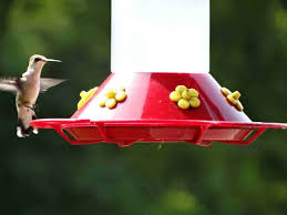 Bring the solution to a boil, then let it cool before filling the feeder. The Best Homemade Hummingbird Food Recipe Bless This Mess