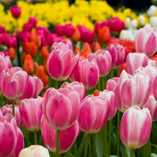 See more ideas about tulips, daffodils, flowers. Tulip Fertilizer How And When To Fertilize Tulips