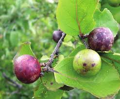 Image result for Anisophyllea boehmii