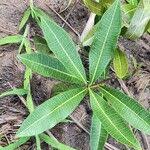 Image result for Landolphia lanceolata