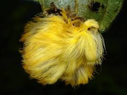 Hairy Caterpillar Megalopygidae Cool Insects Caterpillar Insects