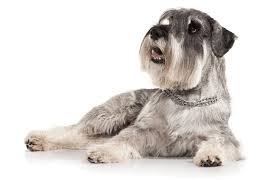Are you looking for the perfect miniature schnauzer puppy? if so you have come to the right place. Schnauzer Miniature Puppies For Sale In Forney Texas Adoptapet Com