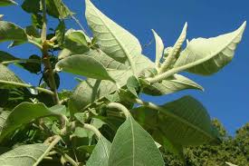 Image result for Solanum mauritianum