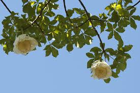 Image result for Grewia inaequilatera