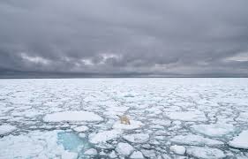 Cet album documentaire célèbre un animal joueur et curieux, d'une grande intelligence, tout en mettant l'accent sur l'importance de le protéger, à l'heure où le réchauffement climatique impacte directement son environnement et sa. L Ours Polaire Risque De S Eteindre D Ici 2100 Le Devoir