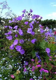 Alyogyne Huegelii Blue Hibiscus Buy Online At Annie S Annuals Australian Native Garden Australian Native Plants Australian Native Flowers