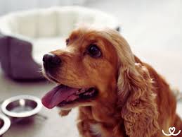 Image result for anglický kokršpaněl