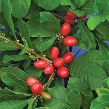 A tree of miracle fruit i found on the roadside of brgy. Fruiting The Miracle Berry Synsepalum Dulcificum