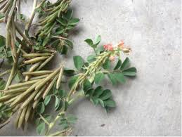 Image result for Indigofera podocarpa