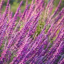 Image result for Salvia stenophylla