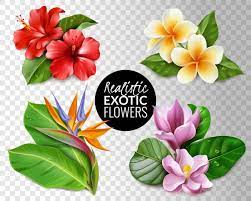 Download tropical exotic stock vectors. Tropical Flowers Images Free Vectors Stock Photos Psd