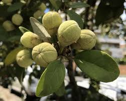 Image result for Lagunaria patersonia