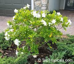 Gardenia Flowers How To Prevent Bud Drop Q My Gardenia Looks Beautiful But The Flowers Fall Off Of Fast Growing Shade Trees Fragrant Plant Flowering Vines