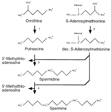 Methylthiopropylamine, a potent inhibitor of spermidine synthase and its antiproliferative effect on human lymphoid leukemia molt 4b cells 2. Polyamine Biosynthesis Pathway Key To Enzymes 1 Ornithine Download Scientific Diagram