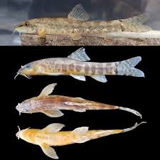 Image result for Oxyrhachis