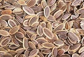 Image result for Anethum