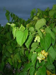 Image result for Telosma