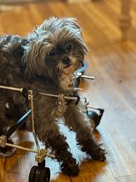 Image result for invalid dog wheelset