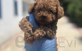 evcil hayvan sahiplendirme ve ilan sitesi evcilevi com poodle evcil hayvanlar hayvan