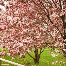 Every thursday, come in to have two sierra nevada drafts of your choice and any pizza. Buy Affordable Saucer Magnolia Trees At Our Online Nursery Arbor Day Foundation Buy Trees Rain Forest Friendly Coffee Greeting Cards That Plant Trees Memorials And Celebrations With Trees And More