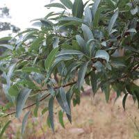 Image result for Ficus pseudomangifera