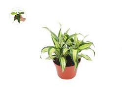 Image result for Dracaena laxissima